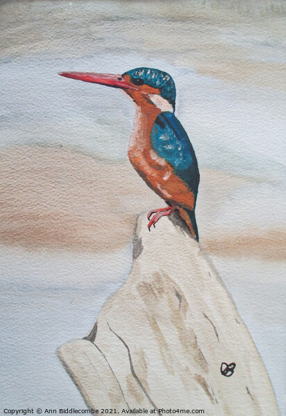 Kingfisher watercolor Picture Board by Ann Biddlecombe