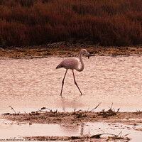 Buy canvas prints of Wild Flamingo stalking a pond in the south of France by Ann Biddlecombe