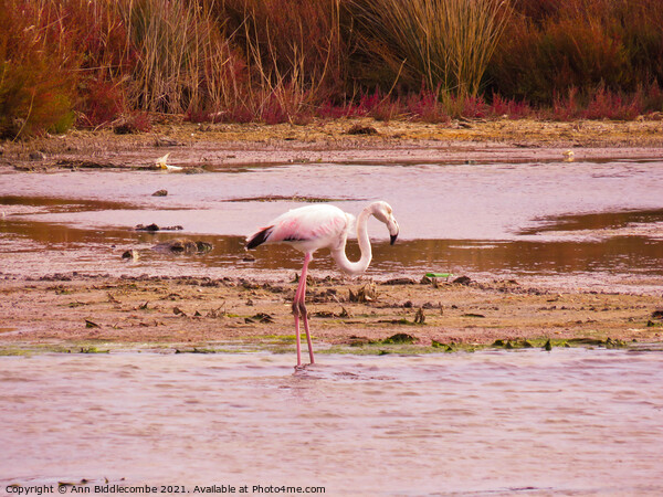 Wild Flamingo standing in a pond in the south of F Picture Board by Ann Biddlecombe