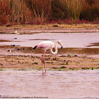 Buy canvas prints of Wild Flamingo standing in a pond in the south of F by Ann Biddlecombe