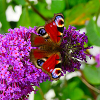 Buy canvas prints of Vivid peacock butterfly by Ann Biddlecombe