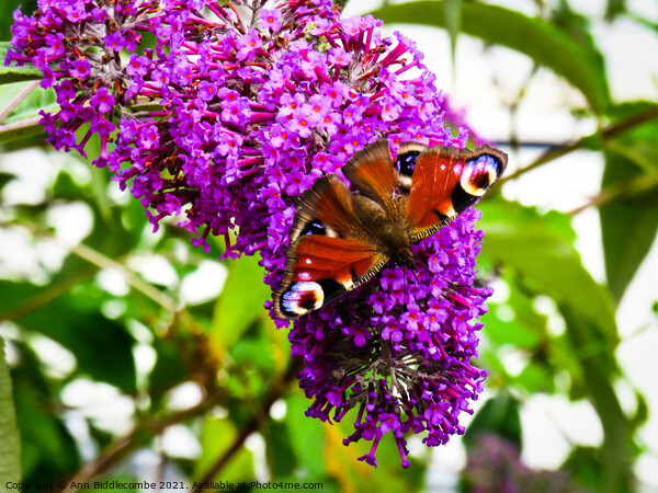 Peacock butterfly on purple flower Picture Board by Ann Biddlecombe