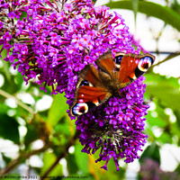 Buy canvas prints of Peacock butterfly on purple flower by Ann Biddlecombe