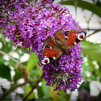 Buy canvas prints of Beautiful peacock butterfly by Ann Biddlecombe