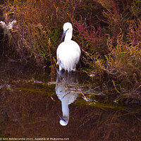 Buy canvas prints of Little white heron looking for fish by Ann Biddlecombe