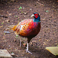 Buy canvas prints of Common Pheasant by Ann Biddlecombe