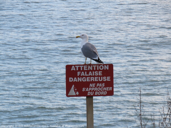 Seagull on a danger sign Picture Board by Ann Biddlecombe