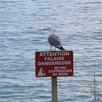 Buy canvas prints of Seagull on a danger sign by Ann Biddlecombe