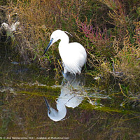 Buy canvas prints of White heron looking at his reflection by Ann Biddlecombe