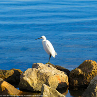 Buy canvas prints of Egret looking for lunch by Ann Biddlecombe