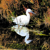 Buy canvas prints of A snowy egret looking for food by Ann Biddlecombe