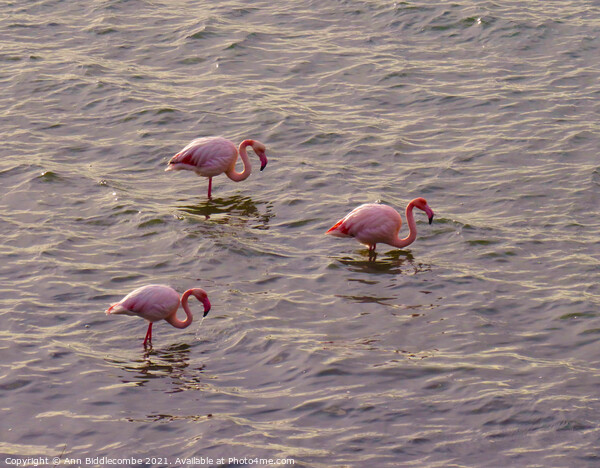 Three European Pink Flamingos Picture Board by Ann Biddlecombe