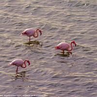 Buy canvas prints of Three European Pink Flamingos by Ann Biddlecombe