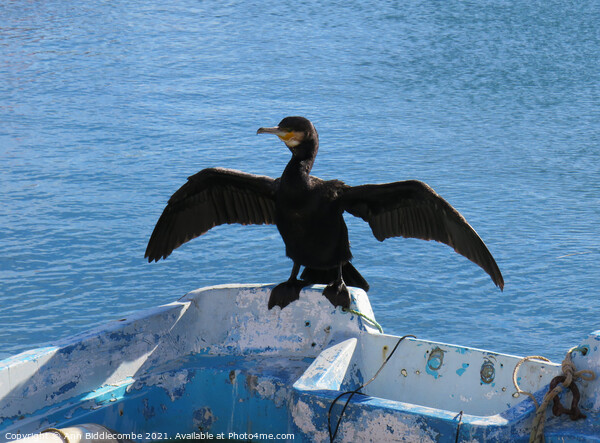 Local cormorant drying his wings Picture Board by Ann Biddlecombe