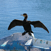 Buy canvas prints of Local cormorant drying his wings by Ann Biddlecombe