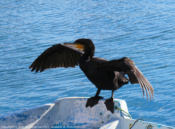 Cormorant drying his wings Picture Board by Ann Biddlecombe