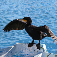 Buy canvas prints of Cormorant drying his wings by Ann Biddlecombe