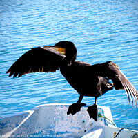 Buy canvas prints of Cormorant drying his wings with darkened edges by Ann Biddlecombe
