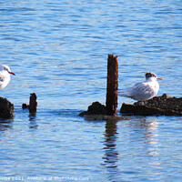 Buy canvas prints of Two little sea birds sat on some rocks by Ann Biddlecombe