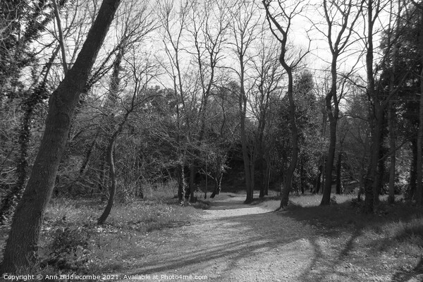 The path through the trees in monochrome Picture Board by Ann Biddlecombe