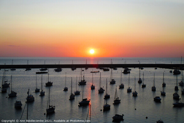Sunrise over the outer harbor in Brixham  Picture Board by Ann Biddlecombe