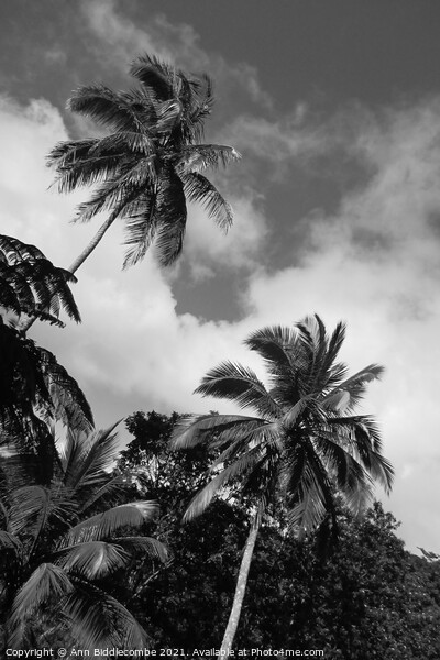 palm trees and sky in monochrome Picture Board by Ann Biddlecombe