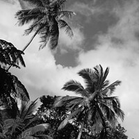 Buy canvas prints of palm trees and sky in monochrome by Ann Biddlecombe