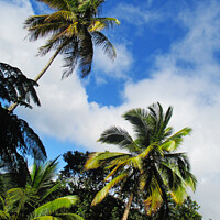 Buy canvas prints of Tropical palm trees looking to the sky by Ann Biddlecombe