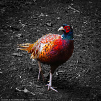 Buy canvas prints of Pheasant  in colour with monochrome background by Ann Biddlecombe