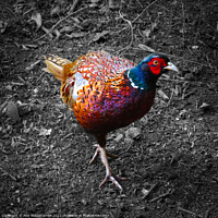Buy canvas prints of Pheasant looking, in color with monochrome backgro by Ann Biddlecombe