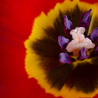 Buy canvas prints of Tulip flower by Paul Fleet