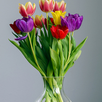 Buy canvas prints of Tulips by Paul Fleet