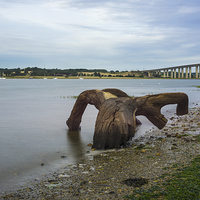 Buy canvas prints of Twisted log by Paul Fleet