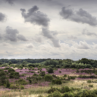 Buy canvas prints of Wild Countryside by Paul Fleet