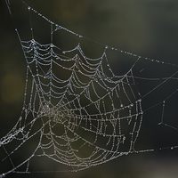 Buy canvas prints of Dew laden cobweb by Paul Fleet