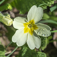 Buy canvas prints of Primrose with Dewdrops by Paul Fleet