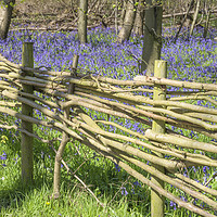 Buy canvas prints of Wicker Fence around Bluebell Wood by Paul Fleet
