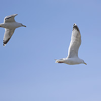 Buy canvas prints of Herring Gulls In Flight by Paul Fleet