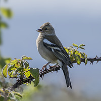 Buy canvas prints of Chaffinch Perched on Bramble by Paul Fleet