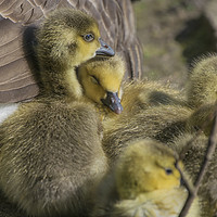 Buy canvas prints of Canada Goose Goslings by Paul Fleet