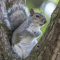 Buy canvas prints of Gray Squirrel Resting in a Tree by Paul Fleet