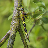 Buy canvas prints of Female Hairy Dragonfly by Paul Fleet