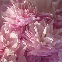 Buy canvas prints of Pink Blossom Background by Paul Fleet