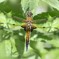 Buy canvas prints of Four Spotted Chaser Dragonfly by Paul Fleet