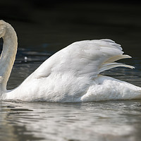 Buy canvas prints of Mute Swan on a Lake by Paul Fleet