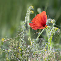 Buy canvas prints of Single Wild Poppy by Paul Fleet