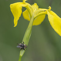 Buy canvas prints of Yellow Iris with Wild Bee by Paul Fleet