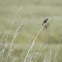 Buy canvas prints of Reed Bunting Background by Paul Fleet