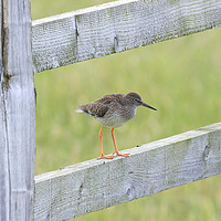 Buy canvas prints of Redshank Perched On a Gate by Paul Fleet