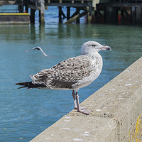 Buy canvas prints of Young Herring Gull by Paul Fleet